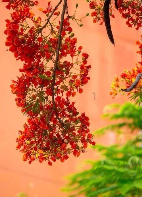 晒出你的春节拜年装——专业问答平台,解答你的疑问